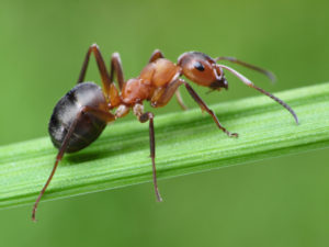 Ant climbing leaf in front yard of a Arizona home