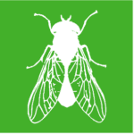 Vector graphic of a fly.