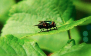Fly resting on leaf. 